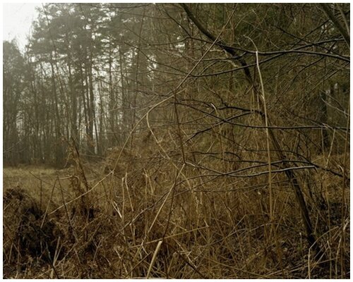 :: :: peter klare : tocando bosques ::